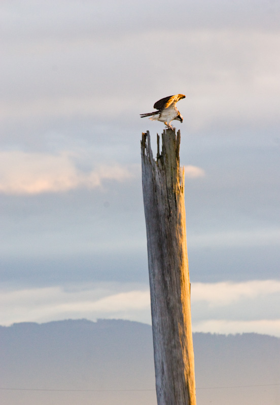 Osprey On Piling